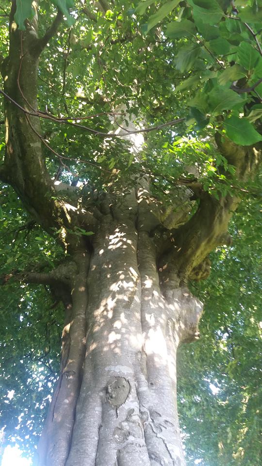 Ireland's Native Trees | Irish Hidden Treasures